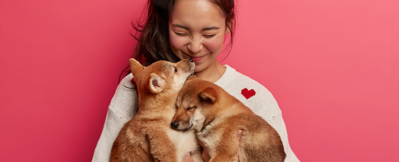 Sincere happy woman plays with two puppies, gets kiss from shiba inu dog, expresses love to animals, embraces favourite pets, stands against pink background. Little dogs play with female owner